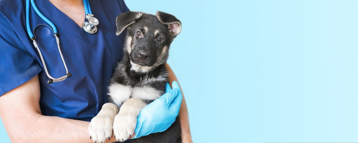 Als je vermoedt dat je dier ziek is, moet je naar een dierenarts gaan en het dier laten onderzoeken. 